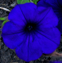 blue-flower