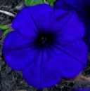 Blue-flower-German-Romanticism