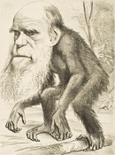 caricature-Darwin-as-ape