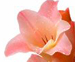 gladiolus