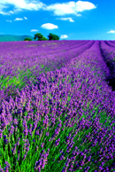 Lavender-Provence