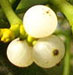 mistletoe
