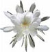 Orchid