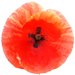 Red Poppy