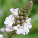 Vervain