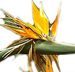 strelitzia